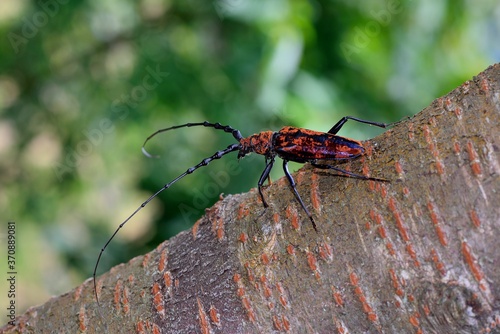 Neocerambyx oenochrous (Aeolesthes oenochrous) in the Taiwan. photo