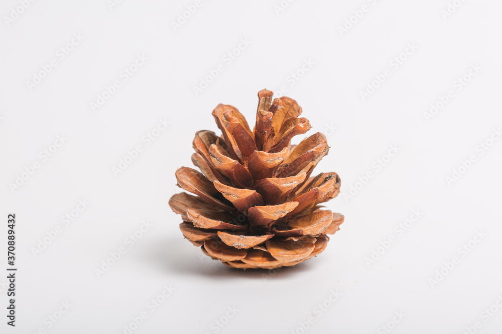 Brown pine cone on white background
Brown pine cone on white background