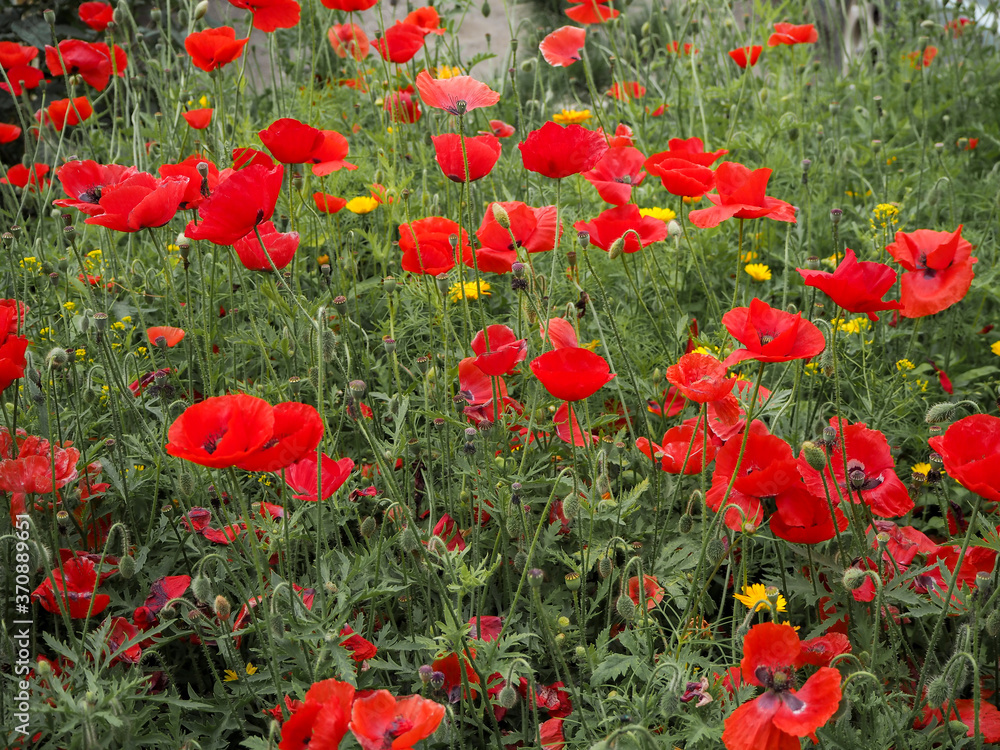 Fototapeta premium natural photo of a meadow with poppy flowers