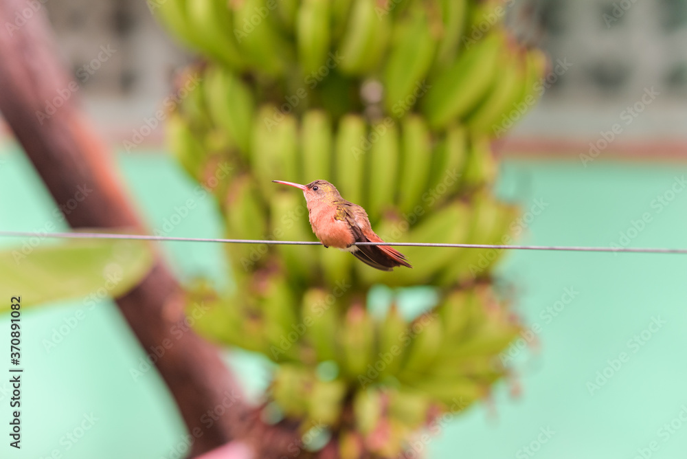 beautiful orange hummingbird perched on wire next to banana tree