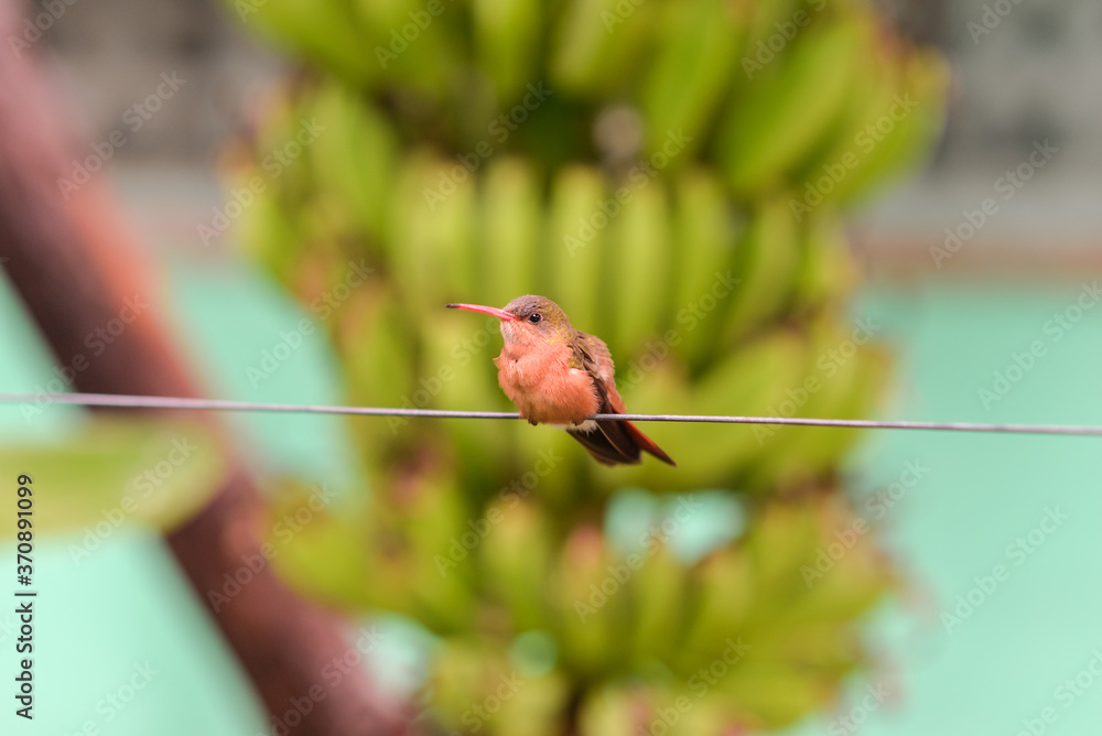 beautiful orange hummingbird perched on wire next to banana tree