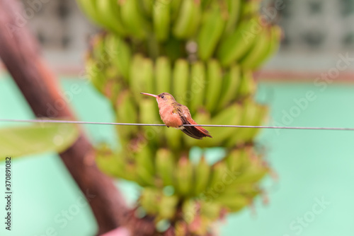 Obraz na płótnie beautiful orange hummingbird perched on wire next to banana tree w salonie
