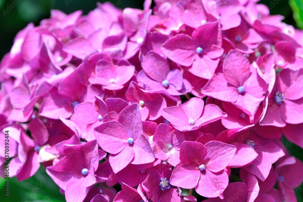Hydrangea blooms on the background of the summer, in Taiwan.