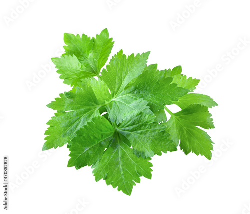 Celery leaf  on white background