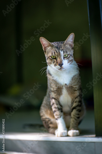 Portrait of striped cat at house, close up Thai cat, close relax cat