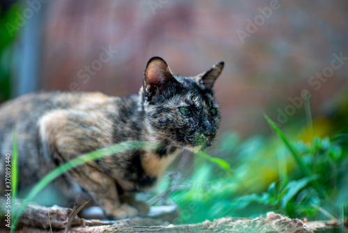 Portrait of a tricolor cat at the garden, close up Thai cat © Patara