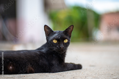 Close up black cat (Gonja), Beautiful eyes cat, close Thai cat