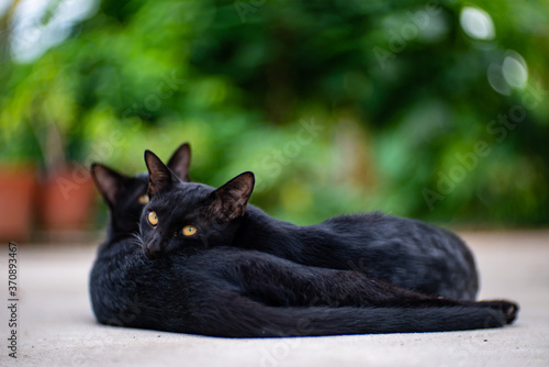 Portrait of two black cats at the street, close up Thai cat