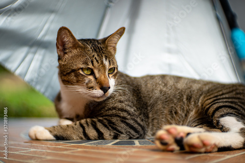 Portrait of striped cat with umbrella, close up Thai cat, close relax cat © Patara