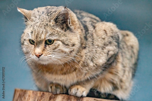 Amur forest cat sitting on a stump in the zoo. Prionailurus bengalensis euptilurus. photo