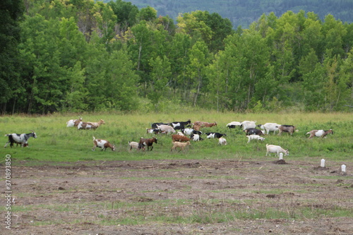 Herd Of Sheep, Alberta © Michael Mamoon