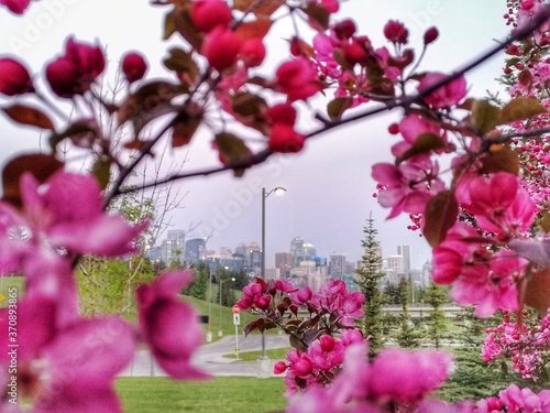 View of city through cherry blossoms.