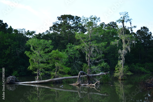Bald Cypress Trees In Texas River