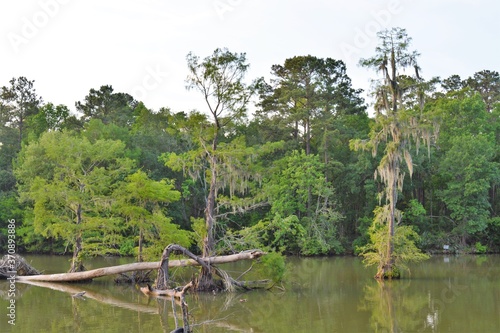 Bald Cypress Trees In Texas River photo
