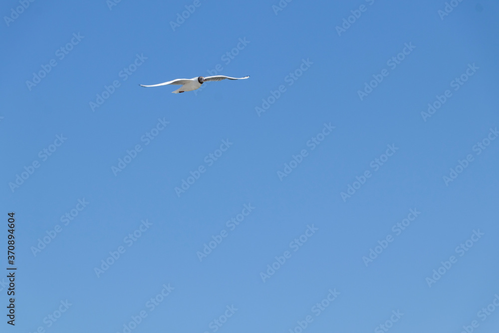 Obraz premium seagull flies by the sea on a warm sunny summer day. Sky.