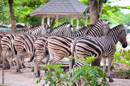 Five zebra's bottoms standing in line grazing in zoo.