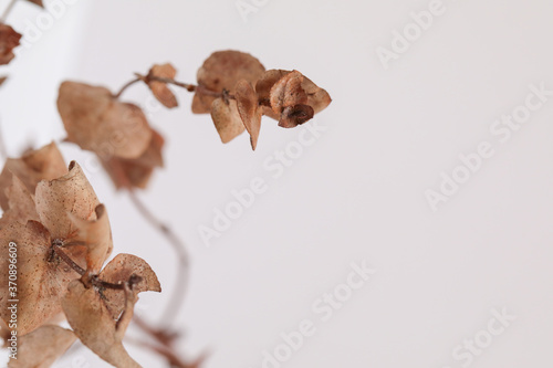 Basic white flat lay background image featuring dried gum leaves with copy space © Caseyjadew