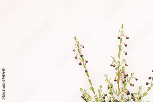 Basic white background image featuring small sprigs of boronia stems with copy space