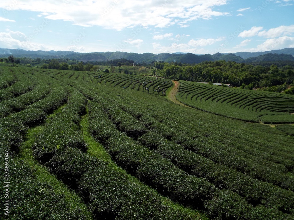 Chiang Rai. Thailand, June 17, 2017: Tea plants in the mountains of Chiang Rai, Thailand