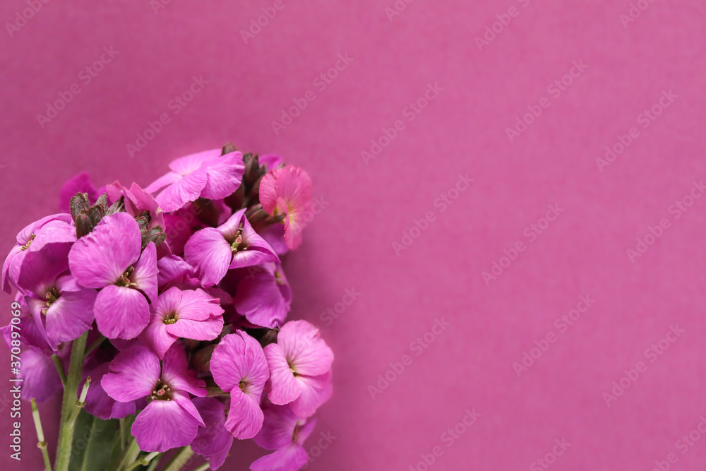 Cute little bunch of purple wallflower flowers on purple background . Vibrant nature flat lay image Cute little bunch of purple wallflower flowers on purple background . Vibrant nature flat lay image
