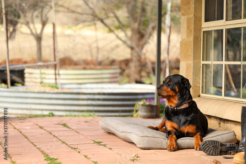 Rottweiler female sitting on dog bed on front porch looking off into the distance