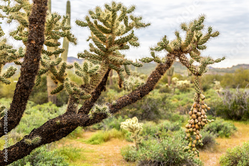 Jumping Cholla with Single Long Fruit Bundle in Blurred Background photo