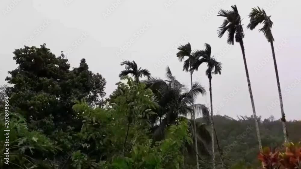 Heavy rain and strong winds, with betel nut trees and coconut tree under rainy season, in the tropics countryside, Ranong, Thailand Heavy rain and strong winds, with betel nut trees and coconut tree under rainy season, in the tropics countryside, Ranong, Thailand