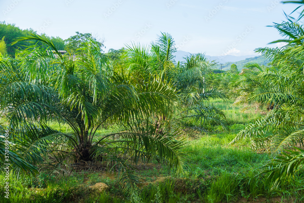 Green tropical oil palm plantation tree