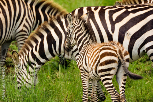 Close up photo of beautiful young baby zebra grazing with herd in Maasai Mara  Kenya