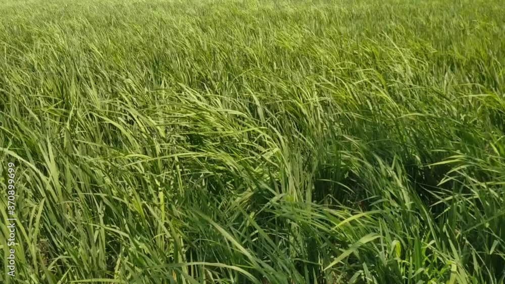 Close up of Yellow paddy rice plant. spike rice field Close up of Yellow paddy rice plant. spike rice field
