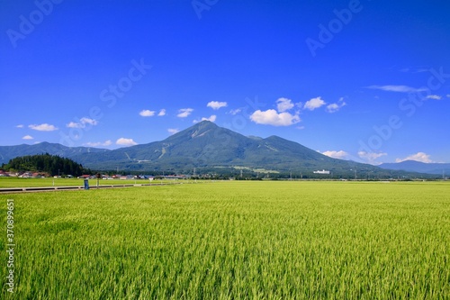 田んぼと磐梯山（福島県・猪苗代町）