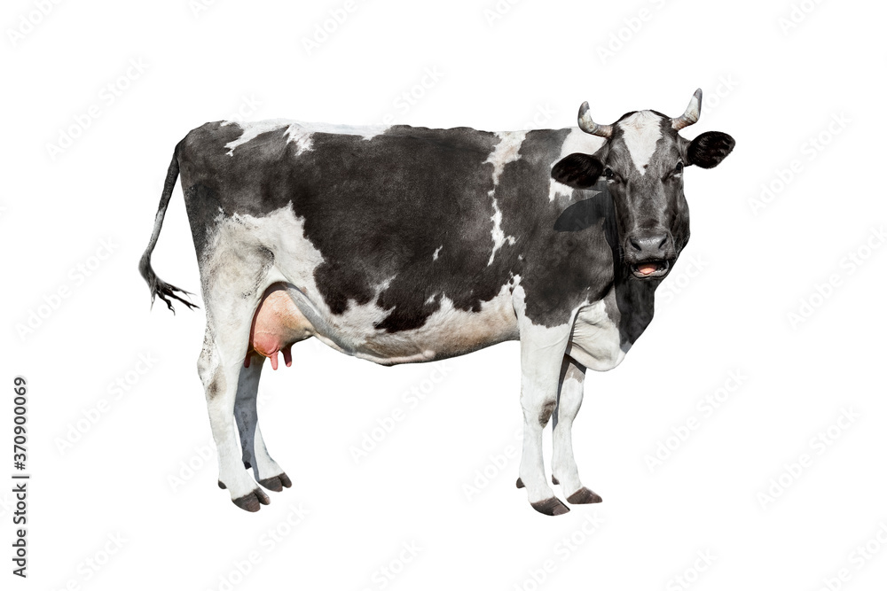 Cow isolated on white. Talking black and white cow
