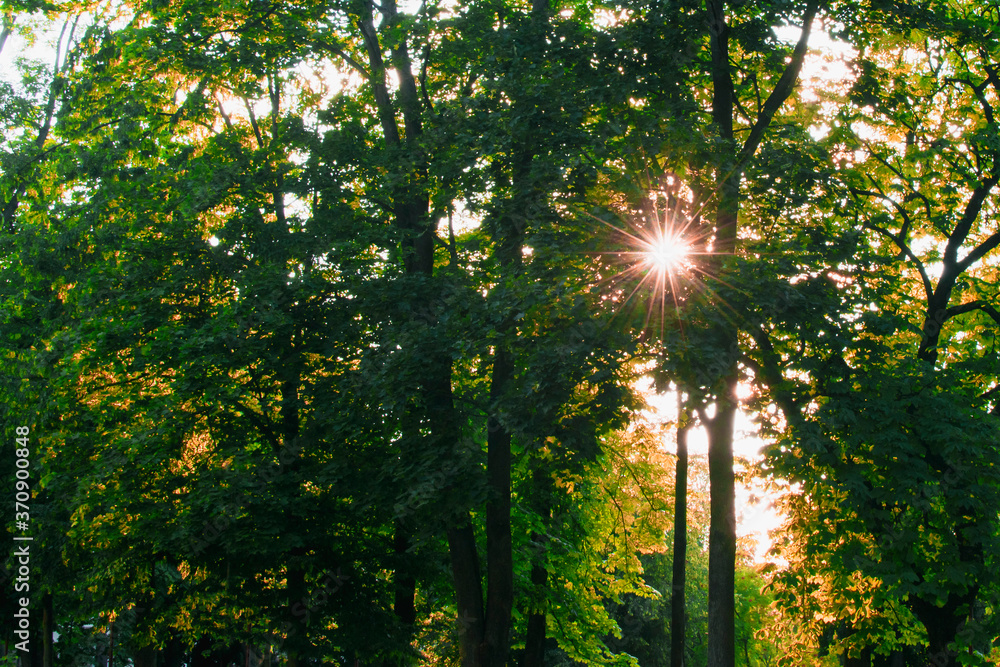 Fototapeta premium Early autumn. The sun's rays break through the leaves