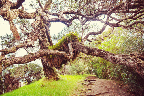 Big tree photo