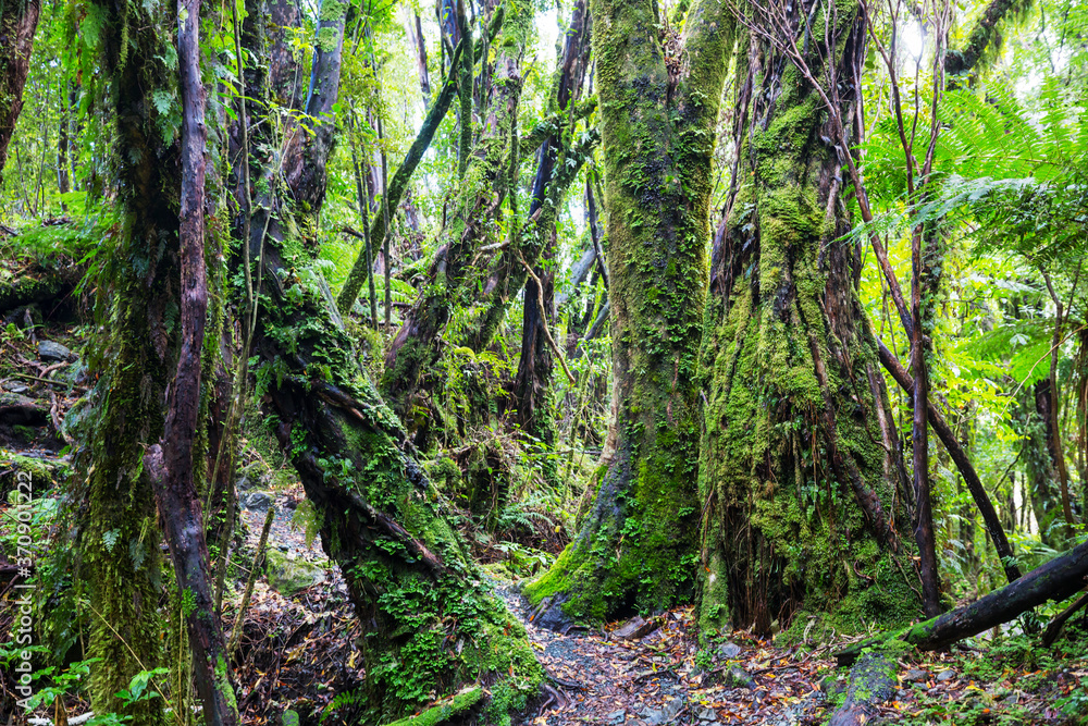 New Zealand forest New Zealand forest