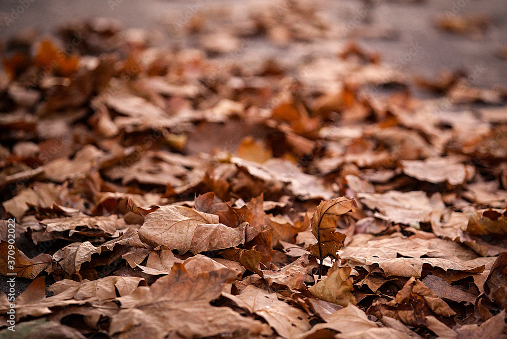 autumn leaves on ground autumn leaves on ground