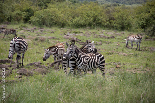 Photo of herd of zebras grazing in Maasai Mara  Kenya  Africa