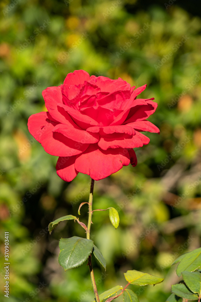 close up of a single red rose blooming under the sun in the garden with blurry green background
