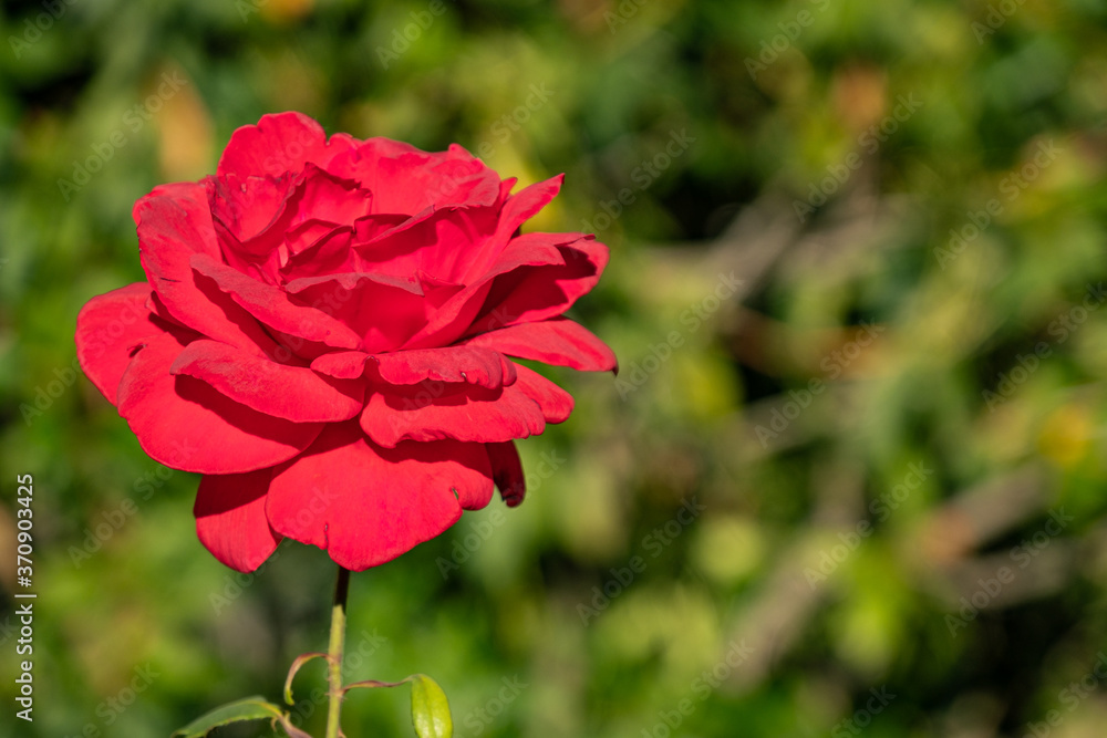 close up of a single red rose blooming under the sun in the garden with blurry green background close up of a single red rose blooming under the sun in the garden with blurry green background