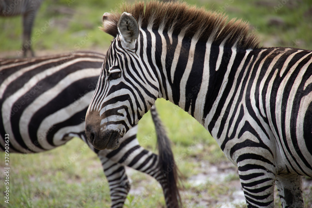 Beautiful close up side profile photo of zebra face during great migration in Maasai Mara, Kenya, Africa Beautiful close up side profile photo of zebra face during great migration in Maasai Mara, Kenya, Africa
