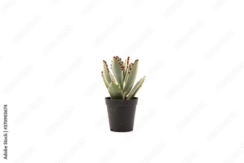 Cactus Isolated in Pot on White Background. Closeup Shot. Cactus Isolated in Pot on White Background. Closeup Shot.