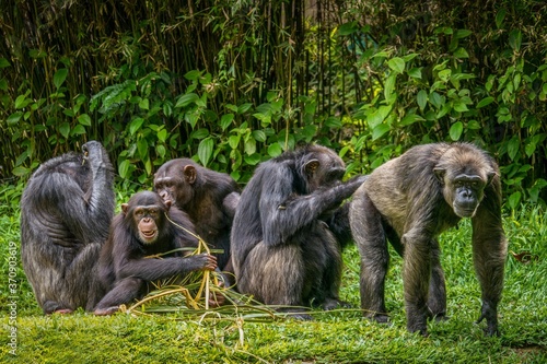 Canvas Print Interesting animal behavior, with focus on the adult male chimpanzee on right having his buttocks groomed