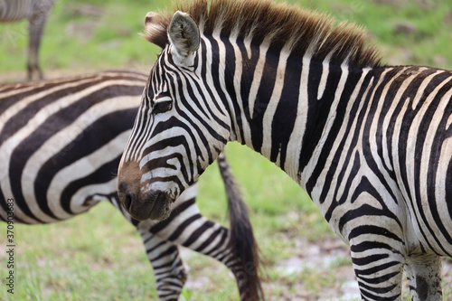 Close up photo of zebra face profile in Maasai Mara  Kenya  Africa