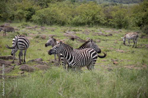 Herd of zebra grazing in Masai Mara safari wildlife reserve  Kenya  Africa