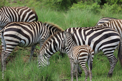 Herd of Zebras in Kenya, Africa © Hawksnestco.com