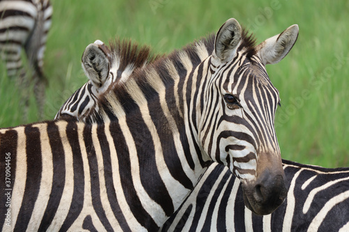 Herd of Zebras in Kenya  Africa