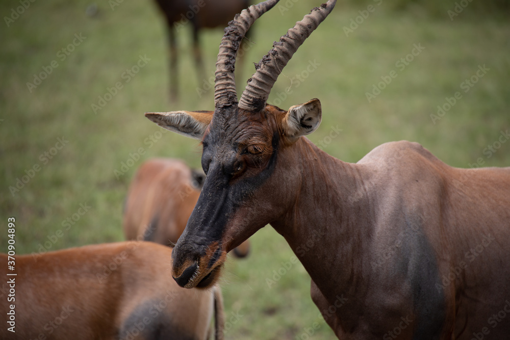 Naklejka premium Topi in Masai Mara safari wildlife reserve, Kenya, Africa