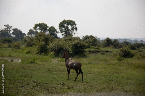 Topi in Masai Mara safari wildlife reserve  Kenya  Africa