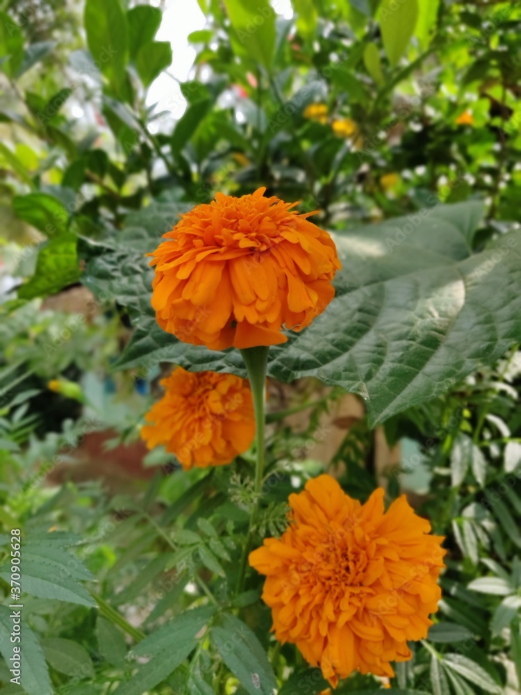 orange flowers in the garden orange flowers in the garden