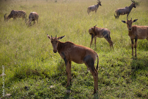 Topi in Masai Mara safari wildlife reserve  Kenya  Africa